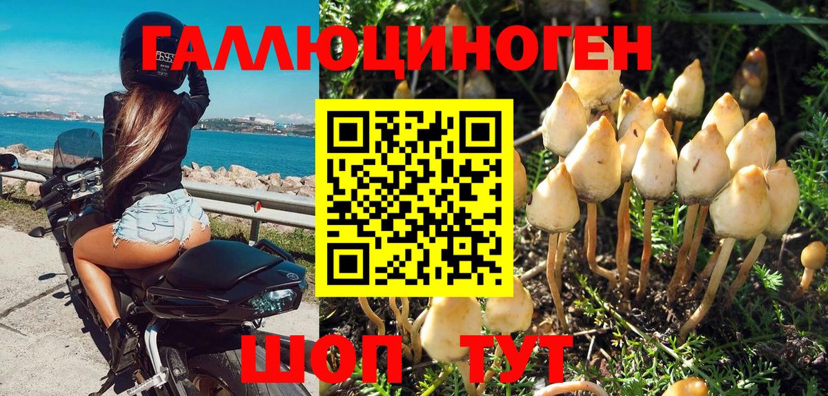 Галлюциногенные грибы Psilocybine cubensis Кизилюрт